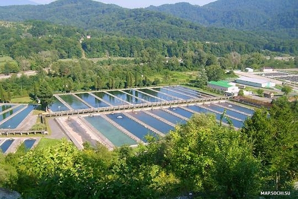 Форелевое хозяйство в Адлере, Современные, Достопримечательности, Цветные